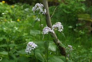 Lunaria redivivaWilde-, Vaste judaspenning bestellen